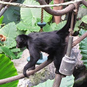 Black-headed Spider Monkey