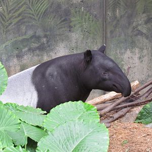 Malayan Tapir