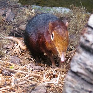 Black-and-rufous Sengi