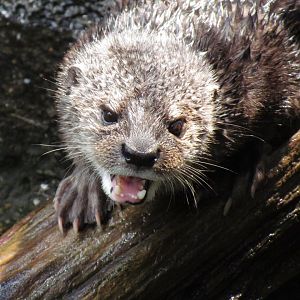Spotted-necked Otter
