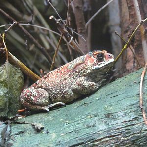 Black-spined Toad