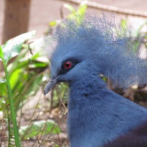 Western Crowned Pigeon