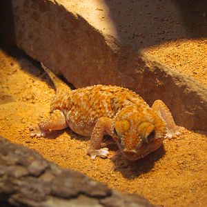 Namib Giant Ground Gecko (Chondrodactylus angulifer)