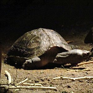 Giant Asian Pond Turtle (Heosemys grandis)