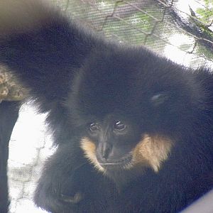 Buff-cheeked Gibbon