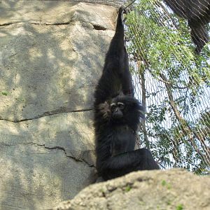 Agile Gibbon