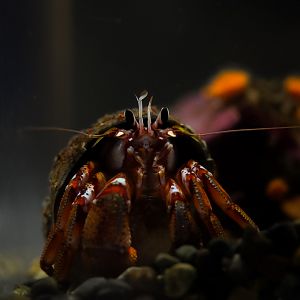 Black Eyed Hermitcrab