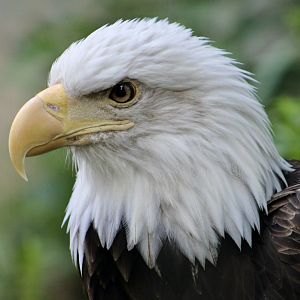 Bald Eagle (Haliaeetus leucocephalus)