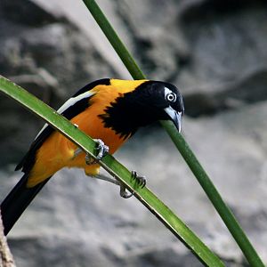 Venezuelan Troupial (Icterus icterus)