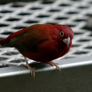 Red-Billed Firefinch (Lagonosticta senegala)