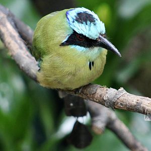 Amazonian Motmot (Momotus momota)