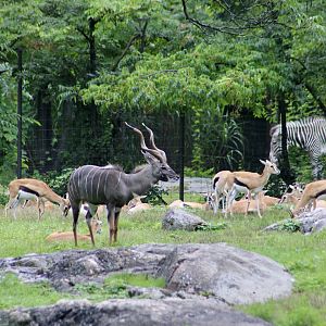 Lesser Kudu (Tragelaphus imberbis) male, Thomson's Gazelles (Eudorcas thomsonii), and Grevy's Zebra (Equus grevyi)