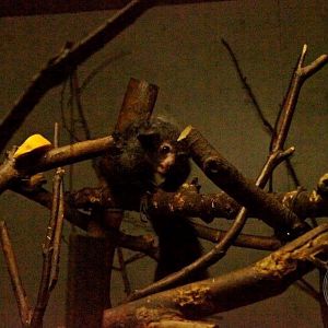 Aye-aye (Daubentonia madagascariensis)