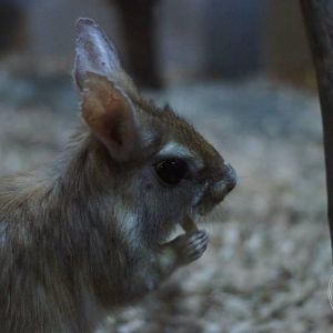 Spring Hare (Pedetes sp.)