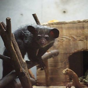 Aye-aye (Daubentonia madagascariensis)