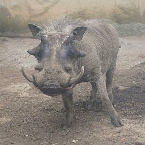 Common Warthog (Phacochoerus africanus)