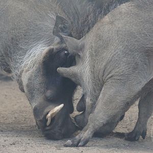 Common Warthog (Phacochoerus africanus)