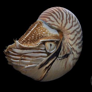 Palau Nautilus (Nautilus belauensis)