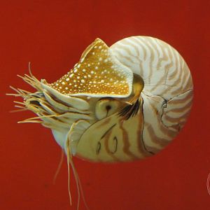 Nautilus (Nautilus sp.)