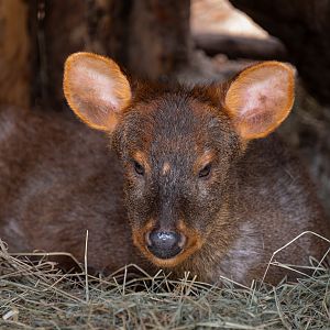 Southern Pudu