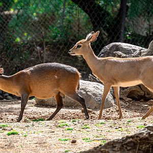 Red Flanked Duiker & Southern Steenbok