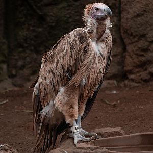 Lappet Faced Vulture