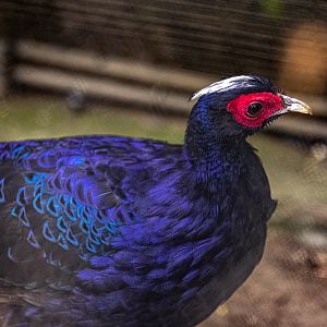 Edward’s Pheasant