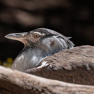 Kori Bustard