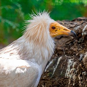 Egyptian Vulture