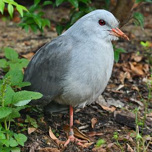 Kagu