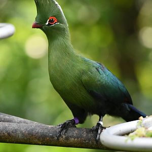 Schalow's Turaco
