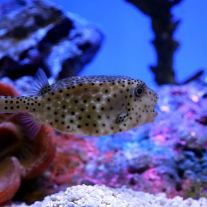 Yellow Boxfish