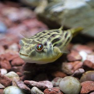 Nile Puffer