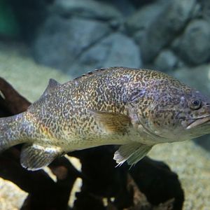 Murray Cod (Maccullochella peelii)