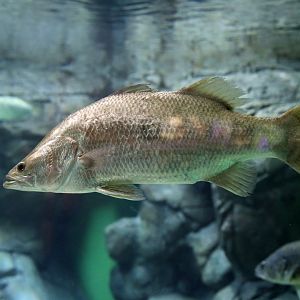 Barramundi (Lates calcarifer)