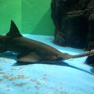 Largetooth Sawfish (Pristis pristis)