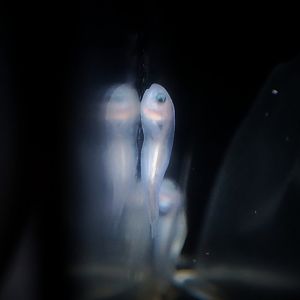 Emarginate Snailfish (Careproctus furcellus)