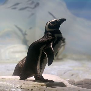 Magellanic Penguin
