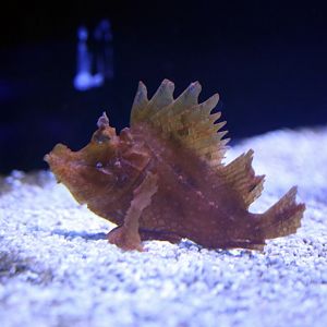Weedy Scorpionfish (Rhinopias frondosa)