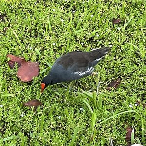 Common Gallinule