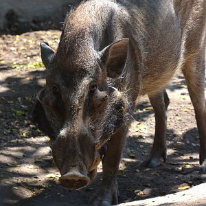 Javan warty pig (Sus verrucosus)