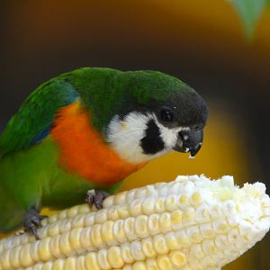 Dusky-cheeked fig parrot (Cyclopsitta melanogenia)