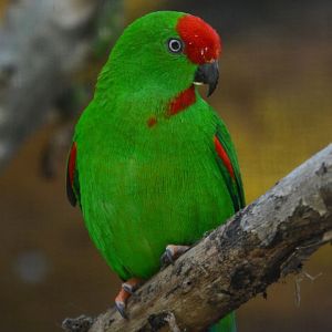 Sulawesi hanging parrot (Loriculus stigmatus)