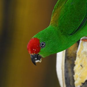 Sulawesi hanging parrot (Loriculus stigmatus)