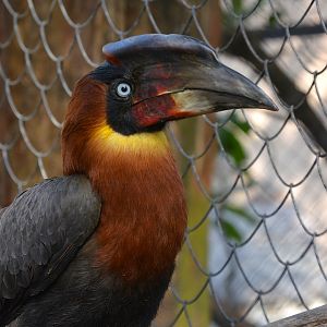 Southern rufous hornbill (Buceros mindanensis semigaleatus)
