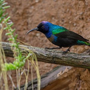 Splendid sunbird (Cinnyris coccinigastrus)