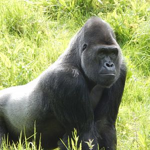 Western lowland gorilla 170524