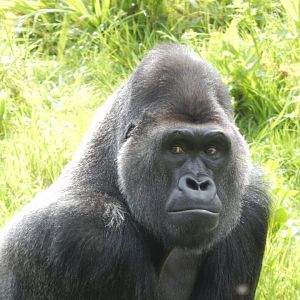Western lowland gorilla 170524