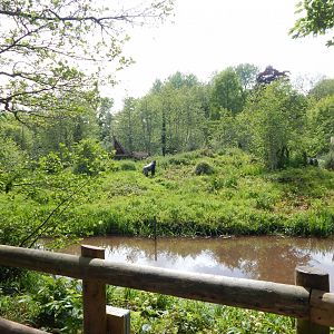 Western lowland gorilla exhibit 170524