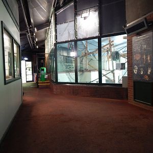 Western lowland gorilla exhibit 170524